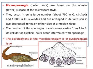  Microsporangia (pollen sacs) are borne on the abaxial
(lower) surface of the microsporophyll.
 They occur in quite large number (about 700 in C. circinalis
and 1,000 in C. revoluta) and are arranged in definite sori in
two depressed zones on either side of a median ridge.
 The number of the sporangia in each sorus varies from 2 to 6.
Unicellular or bicelled hairs occur intermixed with sporangia.
 The development of the microsporangium is of eusporangiate
type.
46
 