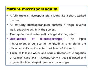 Mature microsporangium:
 A fully mature microsporangium looks like a short stalked
oval sac.
 At maturity microsporangium possess a single layered
wall, enclosing within it the spores.
 The tapetum and outer wall cells get disintegrated.
 Dehiscence of microsporangia: The ripen
microsporangia dehisce by longitudinal slits along the
thickened cells on the outermost layer of the wall.
 These cells loose water and shrink. Because of elongation
of central' cone axis, microsporophylls get separated and
expose the boat shaped open microsporangia.
47
 