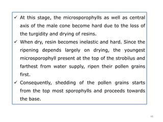  At this stage, the microsporophylls as well as central
axis of the male cone become hard due to the loss of
the turgidity and drying of resins.
 When dry, resin becomes inelastic and hard. Since the
ripening depends largely on drying, the youngest
microsporophyll present at the top of the strobilus and
farthest from water supply, ripen their pollen grains
first.
 Consequently, shedding of the pollen grains starts
from the top most sporophylls and proceeds towards
the base.
48
 