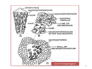 LS of microsporangium
49
 