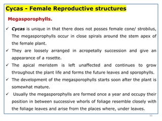 Cycas - Female Reproductive structures
Megasporophylls.
 Cycas is unique in that there does not posses female cone/ strobilus,
The megasporophylls occur in close spirals around the stem apex of
the female plant.
 They are loosely arranged in acropetally succession and give an
appearance of a rosette.
 The apical meristem is left unaffected and continues to grow
throughout the plant life and forms the future leaves and sporophylls.
 The development of the megasporophylls starts soon after the plant is
somewhat mature.
 Usually the megasporophylls are formed once a year and occupy their
position in between successive whorls of foliage resemble closely with
the foliage leaves and arise from the places where, under leaves.
50
 