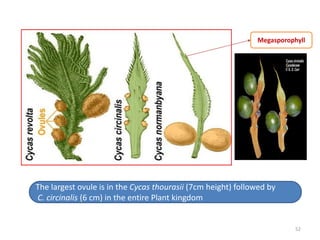 The largest ovule is in the Cycas thourasii (7cm height) followed by
C. circinalis (6 cm) in the entire Plant kingdom
52
 