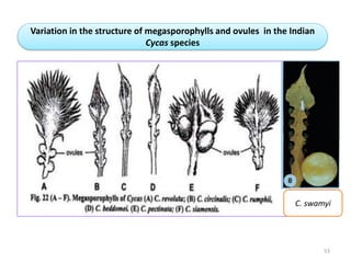 C. swamyi
Variation in the structure of megasporophylls and ovules in the Indian
Cycas species
53
 