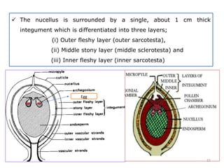  The nucellus is surrounded by a single, about 1 cm thick
integument which is differentiated into three layers;
(i) Outer fleshy layer (outer sarcotesta),
(ii) Middle stony layer (middle sclerotesta) and
(iii) Inner fleshy layer (inner sarcotesta)
Egg
55
 