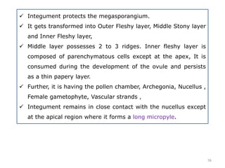  Integument protects the megasporangium.
 It gets transformed into Outer Fleshy layer, Middle Stony layer
and Inner Fleshy layer,
 Middle layer possesses 2 to 3 ridges. Inner fleshy layer is
composed of parenchymatous cells except at the apex, It is
consumed during the development of the ovule and persists
as a thin papery layer.
 Further, it is having the pollen chamber, Archegonia, Nucellus ,
Female gametophyte, Vascular strands ,
 Integument remains in close contact with the nucellus except
at the apical region where it forms a long micropyle.
56
 