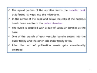  The apical portion of the nucellus forms the nucellar beak
that forces its ways into the micropyle.
 In the centre of the beak and below the cells of the nucellus
break down and form the pollen chamber
 The ovule is supplied with a pair of vascular bundles at the
base.
 One of the branch of each vascular bundle enters into the
outer fleshy and the other into inner fleshy layer.
 After the act of pollination ovule gets considerably
enlarged.
57
 