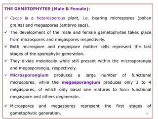 THE GAMETOPHYTES (Male & Female):
 Cycas is a heterosporous plant, i.e. bearing microspores (pollen
grains) and megaspores (embryo sacs).
 The development of the male and female gametophytes takes place
from microspores and megaspores respectively.
 Both microspore and megaspore mother cells represent the last
stages of the sporophytic generation.
 They divide meiotically while still present within the microsporangia
and megasporangia, respectively.
 Microsporangium produces a large number of functional
microspores, while the megasporangium produces only 3 to 4
megaspores, of which only basal one matures to form functional
megaspore and others degenerate.
 Microspores and megaspores represent the first stages of
gametophytic generation. 58
 