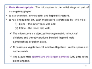  Male Gametophyte: The microspore is the initial stage or unit of
male gametophyte.
 It is a unicelled , uninucleate and haploid structure.
 It has longitudinal slit. Each microspore is protected by two walls:
(i) Exine - the outer thick wall and
(ii) Intine - the inner thin wall.
 The microspore is subjected two asymmetric mitotic cell
divisions and thereby produce 3-celled ,haploid male
gametophyte or pollen grain.
 It possess a vegetative cell and two flagellate , motile sperms or
antherozoids .
 The Cycas male sperms are the largest gametes (200 µm) in the
plant kingdom
59
 