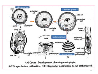 Pollen grain
Microspore
Metamorphosis
Antherozoid
60
 