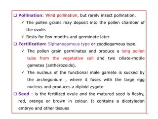  Pollination: Wind pollination, but rarely insect pollination.
 The pollen grains may deposit into the pollen chamber of
the ovule.
 Rests for few months and germinate later
 Fertilization: Siphanogamous type or zoodiogamous type.
 The pollen grain germinates and produce a long pollen
tube from the vegetative cell and two ciliate-motile
gametes (antherozoids).
 The nucleus of the functional male gamete is sucked by
the archegonium , where it fuses with the large egg
nucleus and produces a diploid zygote.
 Seed : is the fertilized ovule and the matured seed is fleshy,
red, orange or brown in colour. It contains a dicotyledon
embryo and other tissues
63
 