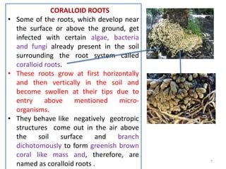 CORALLOID ROOTS
• Some of the roots, which develop near
the surface or above the ground, get
infected with certain algae, bacteria
and fungi already present in the soil
surrounding the root system called
coralloid roots.
• These roots grow at first horizontally
and then vertically in the soil and
become swollen at their tips due to
entry above mentioned micro-
organisms.
• They behave like negatively geotropic
structures come out in the air above
the soil surface and branch
dichotomously to form greenish brown
coral like mass and, therefore, are
named as coralloid roots . 7
 
