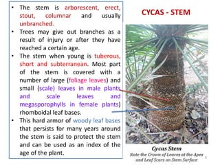 CYCAS - STEM
• The stem is arborescent, erect,
stout, columnar and usually
unbranched.
• Trees may give out branches as a
result of injury or after they have
reached a certain age.
• The stem when young is tuberous,
short and subterranean. Most part
of the stem is covered with a
number of large (foliage leaves) and
small (scale) leaves in male plants
and scale leaves and
megasporophylls in female plants)
rhomboidal leaf bases.
• This hard armor of woody leaf bases
that persists for many years around
the stem is said to protect the stem
and can be used as an index of the
age of the plant.
8
 