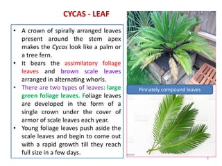 • A crown of spirally arranged leaves
present around the stem apex
makes the Cycas look like a palm or
a tree fern.
• It bears the assimilatory foliage
leaves and brown scale leaves
arranged in alternating whorls.
• There are two types of leaves: large
green foliage leaves. Foliage leaves
are developed in the form of a
single crown under the cover of
armor of scale leaves each year.
• Young foliage leaves push aside the
scale leaves and begin to come out
with a rapid growth till they reach
full size in a few days.
CYCAS - LEAF
Pinnately compound leaves
9
 