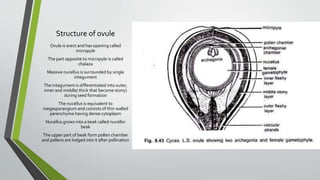 Structure of ovule
Ovule is erect and has opening called
micropyle
The part opposite to micropyle is called
chalaza
Massive nucellus is surrounded by single
integument
The integument is differentiated into outer,
inner and middle( thick that become stony)
during seed formation
The nucellus is equivalent to
megasporangium and consists of thin walled
parenchyma having dense cytoplasm
Nucellus grows into a beak called nucellor
beak
The upper part of beak form pollen chamber
and pollens are lodged into it after pollination
 