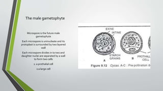 The male gametophyte
Microspore is the future male
gametophyte
Each microspore is uninucleate and its
protoplast is surrounded by two layered
wall
Each microspore divides in to two and
daughter nuclei are separated by a wall
to form two cells
1: a prothalial cell
2:a large cell
 