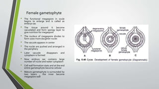 Female gametophyte
• The functional megaspore in ovule
begins to enlarge and is called as
embryo sac
• The tissue around it become
vacuolated and form spongy layer to
give nutrition for megaspore
• The nucleus of megaspore divides to
form 1000 more daughter nuclei
• The vacuole appears in center
• The nuclei are pushed and arranged in
the periphery
• Later vacuole disappears and
cytoplasm is formed
• Now embryo sac contains large
number of nuclei and water cytoplasm
• Cell wall formation stats and at the end
entire gametophyte become cellular
• Mature gametophyte is surrounded by
two layers , the inner become
megaspore wall
 