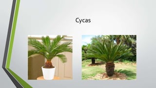 Cycas
 