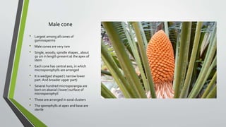 Male cone
• Largest among all cones of
gymnosperms
• Male cones are very rare
• Single, woody, spindle shapes , about
50 cm in length present at the apex of
stem
• Each cone has central axis, in which
microsporophylls are arranged
• It is wedged shaped ( narrow lower
part. And broader upper part)
• Several hundred microsporangia are
born on abaxial ( lower) surface of
microsporophyll
• These are arranged in soral clusters
• The sporophylls at apex and base are
sterile
 
