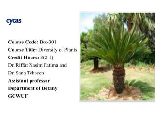 Course Code: Bot-301
Course Title: Diversity of Plants
Credit Hours: 3(2-1)
Dr. Riffat Nasim Fatima and
Dr. Sana Tehseen
Assistant professor
Department of Botany
GCWUF
 