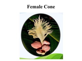 Female Cone
 