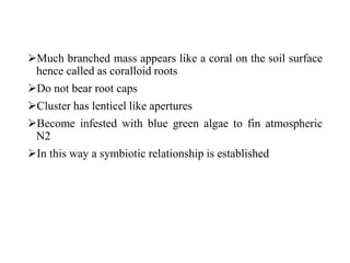 Much branched mass appears like a coral on the soil surface
hence called as coralloid roots
Do not bear root caps
Cluster has lenticel like apertures
Become infested with blue green algae to fin atmospheric
N2
In this way a symbiotic relationship is established
 