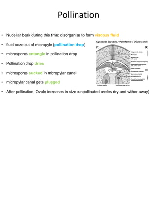 Cycas, gymnosperms, living fossil, botany | PDF
