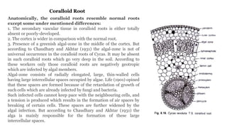 Cyc Root CYCAS MORPHOLOGY ANATOMY AND REPRODUCTION | PPTX