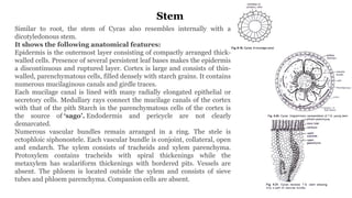 Cycas Rachis CYCAS MORPHOLOGY ANATOMY AND REPRODUCTION | PPTX