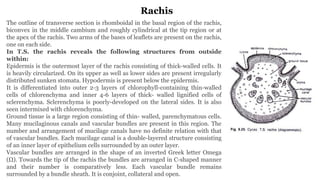 Cycas Rachis CYCAS MORPHOLOGY ANATOMY AND REPRODUCTION | PPTX