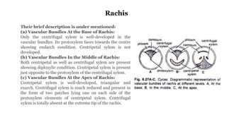 CYCAS MORPHOLOGY ANATOMY AND REPRODUCTION | PPTX
