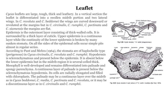 Cycas Rachis CYCAS MORPHOLOGY ANATOMY AND REPRODUCTION | PPTX