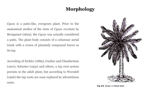 Cycas Rachis CYCAS MORPHOLOGY ANATOMY AND REPRODUCTION | PPTX