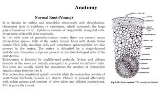 Cycas Normal Root CYCAS MORPHOLOGY ANATOMY AND REPRODUCTION | PPTX