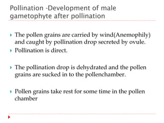 Pollination -Development of male
gametophyte after pollination
 The pollen grains are carried by wind(Anemophily)
and caught by pollination drop secreted by ovule.
 Pollination is direct.
 The pollination drop is dehydrated and the pollen
grains are sucked in to the pollenchamber.
 Pollen grains take rest for some time in the pollen
chamber
 