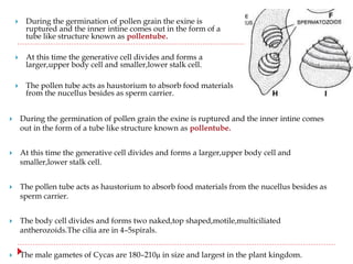  During the germination of pollen grain the exine is
ruptured and the inner intine comes out in the form of a
tube like structure known as pollentube.
 At this time the generative cell divides and forms a
larger,upper body cell and smaller,lower stalk cell.
 The pollen tube acts as haustorium to absorb food materials
from the nucellus besides as sperm carrier.
 During the germination of pollen grain the exine is ruptured and the inner intine comes
out in the form of a tube like structure known as pollentube.
 At this time the generative cell divides and forms a larger,upper body cell and
smaller,lower stalk cell.
 The pollen tube acts as haustorium to absorb food materials from the nucellus besides as
sperm carrier.
 The body cell divides and forms two naked,top shaped,motile,multiciliated
antherozoids.The cilia are in 4–5spirals.
 The male gametes of Cycas are 180–210μ in size and largest in the plant kingdom.
 