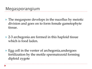 Megasporangium
 The megaspore develops in the nucellus by meiotic
division and goes on to form female gametophyte
tissue.
 2-3 archegonia are formed in this haploid tissue
which is food laden.
 Egg cell in the venter of archegonia,undergoes
fertilization by the motile spermatozoid forming
diploid zygote
 