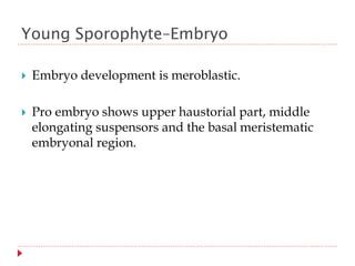 Young Sporophyte–Embryo
 Embryo development is meroblastic.
 Pro embryo shows upper haustorial part, middle
elongating suspensors and the basal meristematic
embryonal region.
 