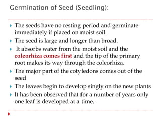 Germination of Seed (Seedling):
 The seeds have no resting period and germinate
immediately if placed on moist soil.
 The seed is large and longer than broad.
 It absorbs water from the moist soil and the
coleorhiza comes first and the tip of the primary
root makes its way through the coleorhiza.
 The major part of the cotyledons comes out of the
seed
 The leaves begin to develop singly on the new plants
 It has been observed that for a number of years only
one leaf is developed at a time.
 
