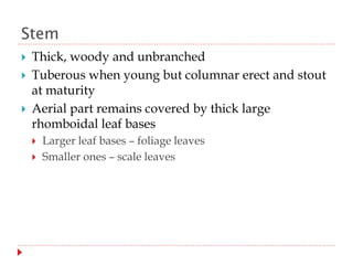 Stem
 Thick, woody and unbranched
 Tuberous when young but columnar erect and stout
at maturity
 Aerial part remains covered by thick large
rhomboidal leaf bases
 Larger leaf bases – foliage leaves
 Smaller ones – scale leaves
 