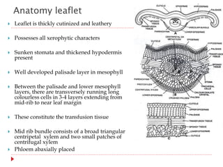 Anatomy leaflet
 Leaflet is thickly cutinized and leathery
 Possesses all xerophytic characters
 Sunken stomata and thickened hypodermis
present
 Well developed palisade layer in mesophyll
 Between the palisade and lower mesophyll
layers, there are transversely running long
colourless cells in 3-4 layers extending from
mid-rib to near leaf margin
 These constitute the transfusion tissue
 Mid rib bundle consists of a broad triangular
centripetal xylem and two small patches of
centrifugal xylem
 Phloem abaxially placed
 