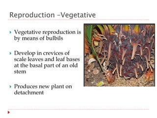 Reproduction –Vegetative
 Vegetative reproduction is
by means of bulbils
 Develop in crevices of
scale leaves and leaf bases
at the basal part of an old
stem
 Produces new plant on
detachment
 