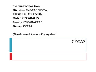 CYCAS
Systematic Position
Division: CYCADOPHYTA
Class: CYCADOPSIDA
Order: CYCADALES
Family: CYCADACEAE
Genus: CYCAS
(Greek word Kycas= Cocopalm)
 