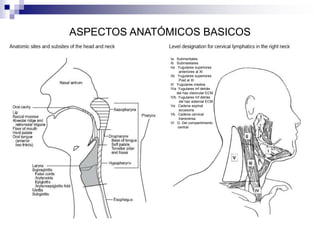 ASPECTOS ANATÓMICOS BASICOS
Ia Submentales
Ib Submaxilares
IIa Yugulares superiores
anteriores al XI
IIb Yugulares superiores
Post al XI
III Yugulares medios
IVa Yugulares inf detrás
del haz clavicular ECM
IVb Yugulares Inf detrás
del haz esternal ECM
Va Cadena espinal
accesoria
Vb Cadena cervical
transversa.
VI G. Del compartimiento
central
 