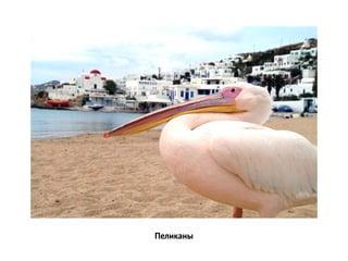 Пеликаны
 