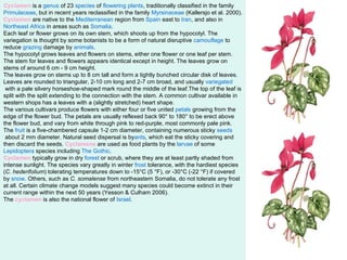 Cyclamen  is a  genus  of 23  species  of  flowering plants , traditionally classified in the family  Primulaceae , but in recent years reclassified in the family  Myrsinaceae  (Kallersjo et al. 2000).  Cyclamen  are native to the  Mediterranean  region from  Spain  east to  Iran , and also in  Northeast Africa  in areas such as  Somalia . Each leaf or flower grows on its own stem, which shoots up from the hypocotyl. The variegation is thought by some botanists to be a form of natural disruptive  camouflage  to reduce  grazing  damage by  animals . The hypocotyl grows leaves and flowers on stems, either one flower or one leaf per stem. The stem for leaves and flowers appears identical except in height. The leaves grow on stems of around 6 cm - 9 cm height. The leaves grow on stems up to 8 cm tall and form a tightly bunched circular disk of leaves. Leaves are rounded to triangular, 2-10 cm long and 2-7 cm broad, and usually  variegated  with a pale silvery horseshoe-shaped mark round the middle of the leaf.The top of the leaf is split with the split extending to the connection with the stem. A common cultivar available in western shops has a leaves with a (slightly stretched) heart shape. The various cultivars produce flowers with either four or five united  petals  growing from the edge of the flower bud. The petals are usually reflexed back 90° to 180° to be erect above the flower bud, and vary from white through pink to red-purple, most commonly pale pink. The  fruit  is a five-chambered capsule 1-2 cm diameter, containing numerous sticky  seeds  about 2 mm diameter. Natural seed dispersal is by ants , which eat the sticky covering and then discard the seeds.   Cyclamens  are used as food plants by the  larvae  of some  Lepidoptera  species including  The Gothic . Cyclamen  typically grow in dry  forest  or scrub, where they are at least partly shaded from intense sunlight. The species vary greatly in winter  frost  tolerance, with the hardiest species ( C. hederifolium ) tolerating temperatures down to -15°C (5 °F), or -30°C (-22 °F) if covered by  snow . Others, such as  C. somalense  from northeastern Somalia, do not tolerate any frost at all. Certain climate change models suggest many species could become extinct in their current range within the next 50 years (Yesson & Culham 2006). The  cyclamen  is also the national flower of  Israel . 