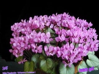 Created by : pps33 Mikis Theodorakis - Kyklamino ( Cyclamen ) Song: 