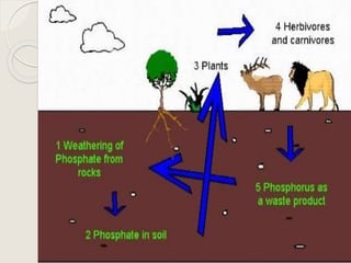 Phosphorus Cycle Diagram For Kids
