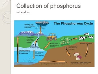 Phosphorus Cycle Steps For Kids