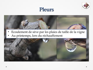 Pleurs



• Ecoulement de sève par les plaies de taille de la vigne
• Au printemps, lors du réchauffement
 