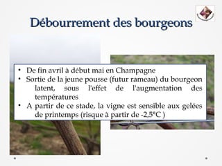 Débourrement des bourgeons


• De fin avril à début mai en Champagne
• Sortie de la jeune pousse (futur rameau) du bourgeon
    latent, sous l'effet de l'augmentation des
    températures
• A partir de ce stade, la vigne est sensible aux gelées
    de printemps (risque à partir de -2,5°C )
 
